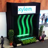 xylem